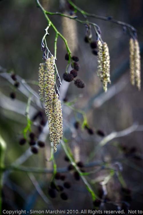 Common_alder_catkins_-_enderby