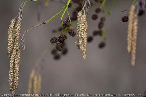 Common_alder_catkins_-_enderby