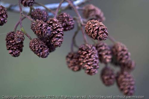 Common_alder_fruit_-_enderby