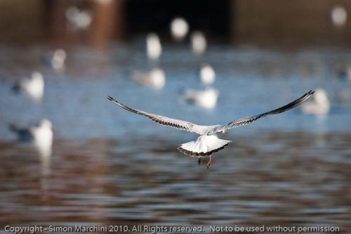Blackheaded_gull