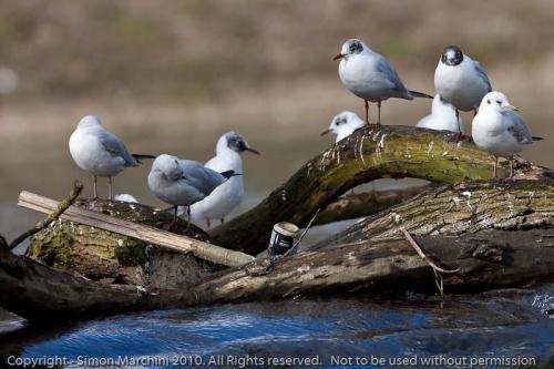Blackheaded_gulls_on_weir_-_ab