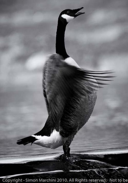 Canadian_goose_displaying_-_le