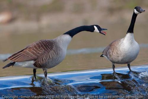 Canadian_goose_displaying_to_f