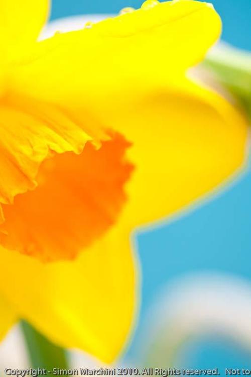 Daffodil_-_enderby