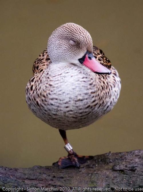 Soth_african_teal