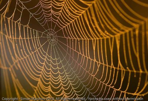 Spiders_web_in_autumn_dawn