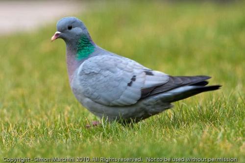 Stock_dove_-_enderby-2