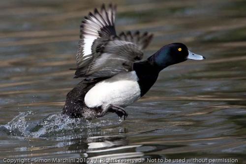 Tufted_duck_taking_off_-_abbey
