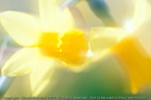 Daffodil_-_narborough