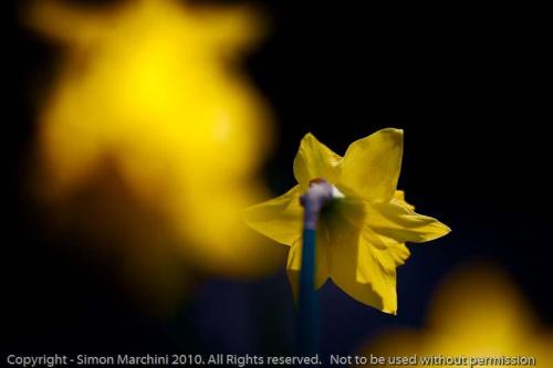 Daffodil_-_oadby