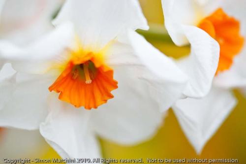 Daffodils_-_oadby