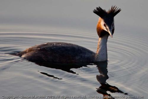 Great_crested_grebe_-_swithlan