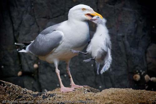 Herring_gull_eating_a_kittiwak