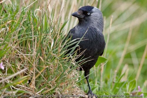 Jackdaw_-_bempton_cliffs