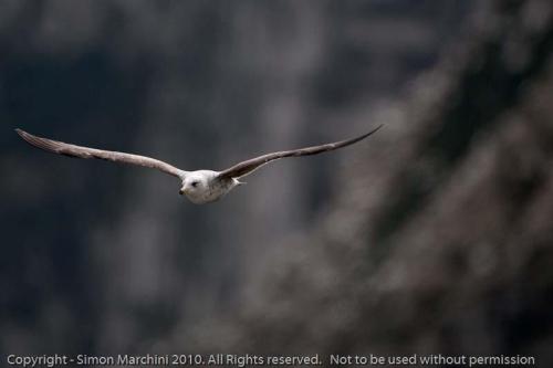 Juvenile_great_black_backed_gu