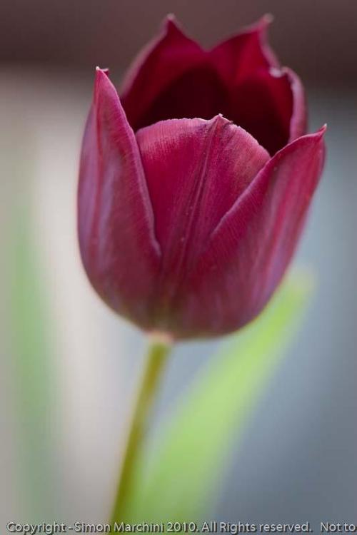 Tulip_-_calke_abbey