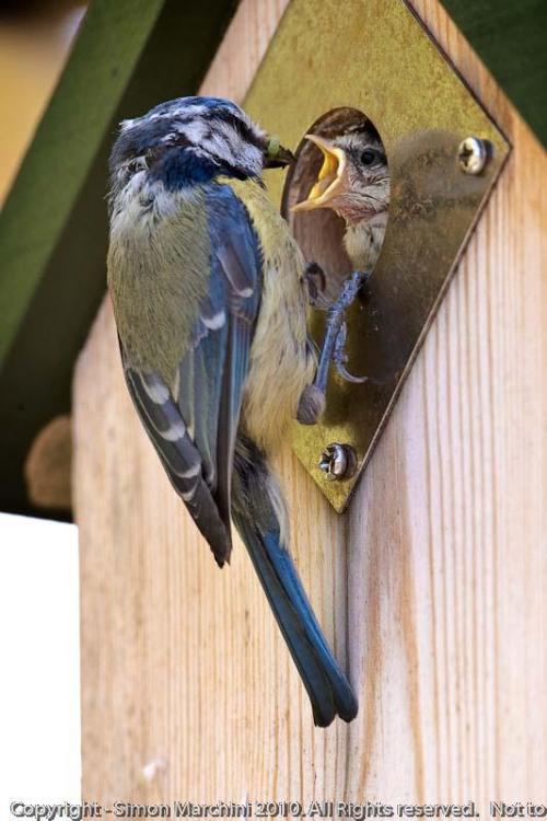 1blue_tit_feeds_chick_-_enderby
