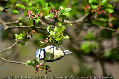 Blue_tit_-_calke_abbey