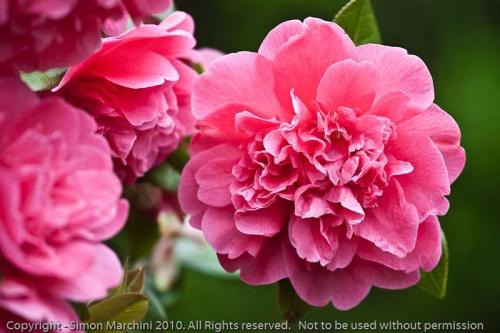 Cameilia_x_williamsii_anticipa