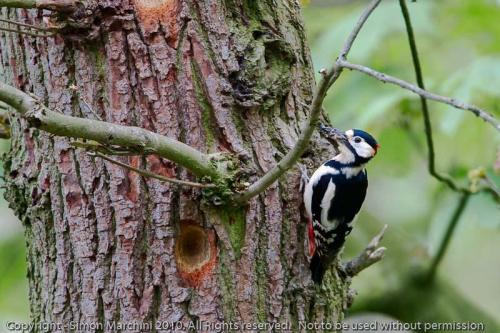 Great_spotted_woodpecker_-_cal