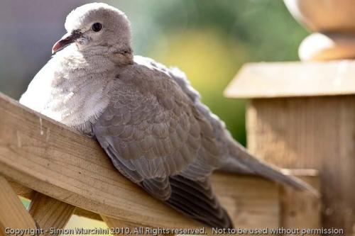 Juvenile_collared_dove_-_ender