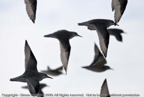 Knot_flying_-_snettisham