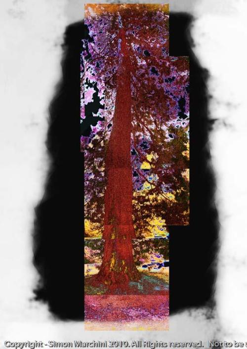 Giant_redwood_-_oadby