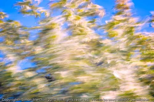 Tree_in_the_breeze_-_enderby