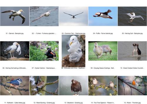 Contactsheet_-_2010-07-28-09-1