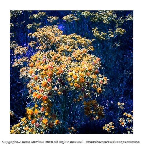 Wildflowers_-_enderby