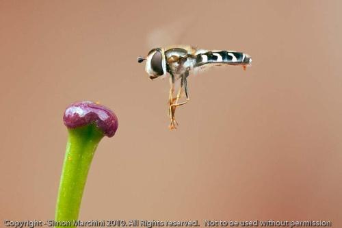 20100728-_hoverfly_-_enderby-2