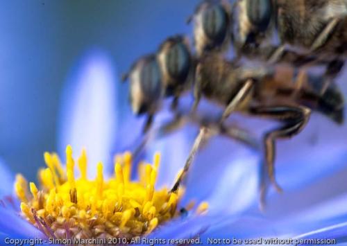 20100831-_bee_landing_-_enderb