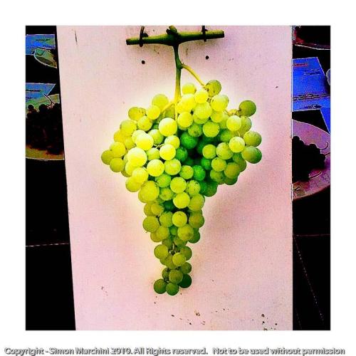 Grapes_-_tatton_park