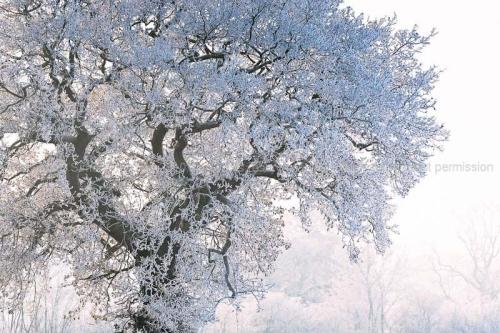 20101207-_frozen_oak_-_isley_c