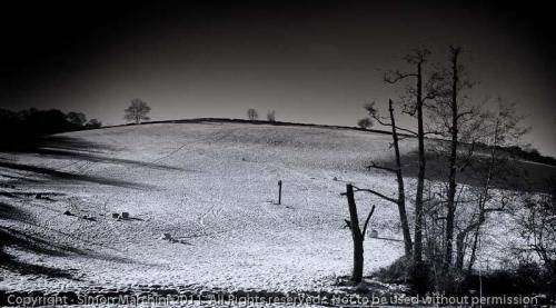 20101207-_winter_-_oaks_in_cha