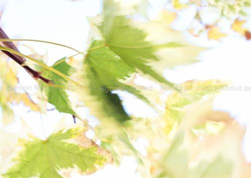 20110222-_autumn_leaf