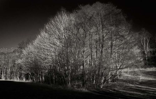 20120201-_winter_trees_-_oakmo
