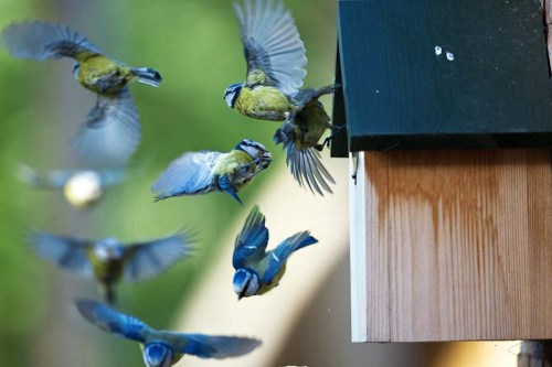 20110515_-_blue_tit_composite