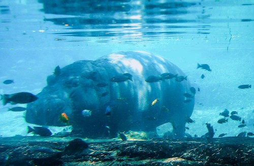 0715200511625_-_hippo_under_wa
