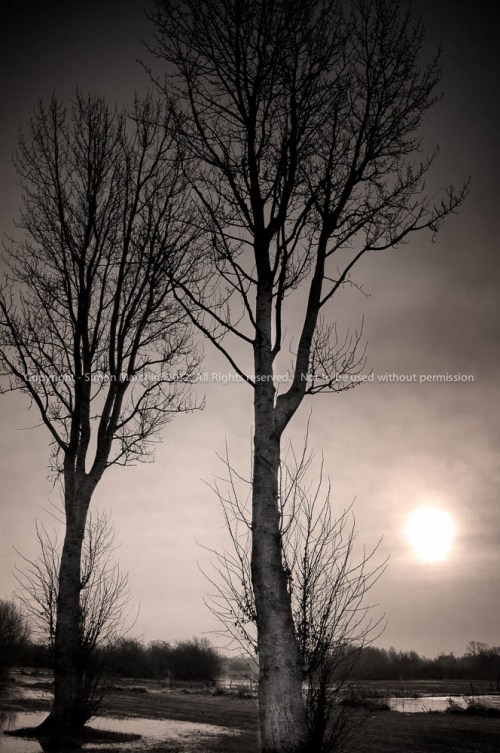 20121124-dsc02135_-_trees_-_ju