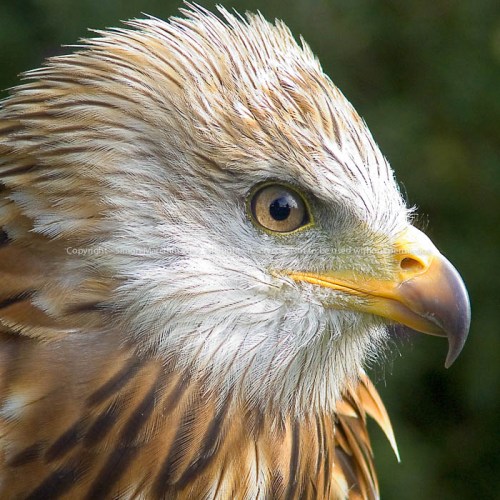 092920057578_-_red_kite_-_nati