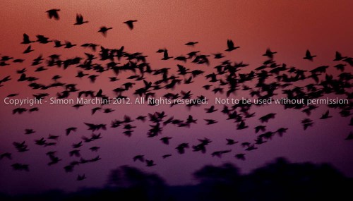 20081017_40d_mg_4010_-_geese_a