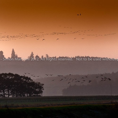 20081017_40d_mg_4333_-_geese_a