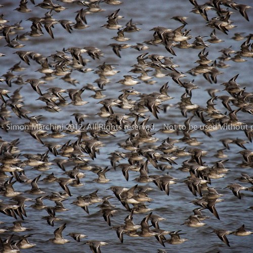 20081017_40d_mg_4786_-_knot_-_