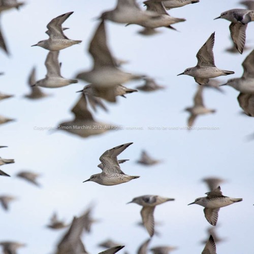 20081017_40d_mg_4796_-_flock_o