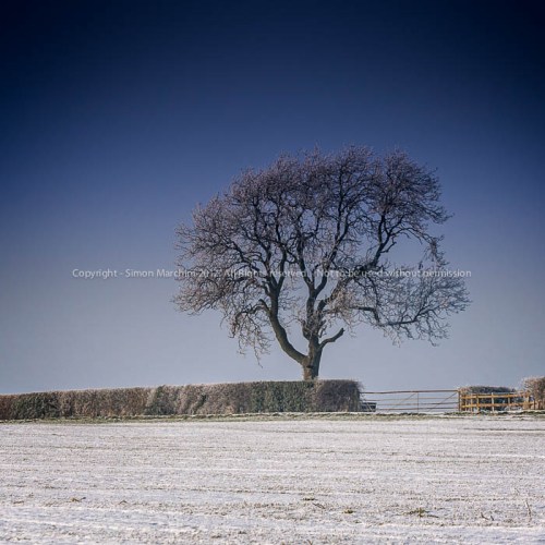 20101207_1d_n7i3762-_tree_in_w