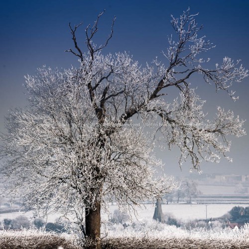 20101207_1d_n7i3774_-_frozen_t