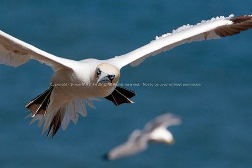 20110503_1d_n7i7077_-_gannet_-