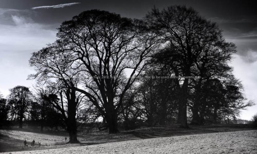 20121216-dsc02212_-_tall_trees