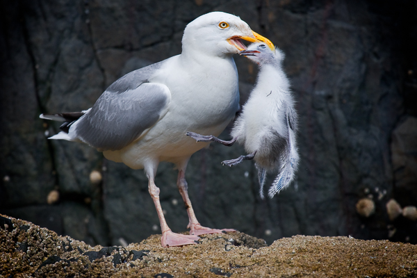 Herring Gull eating a Kittiwake Chick - Farne island